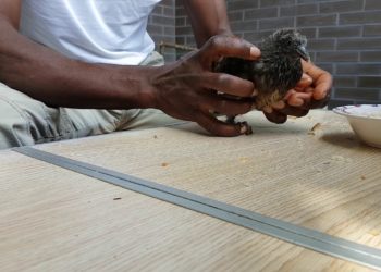 Comment sauver un petit pigeon ?