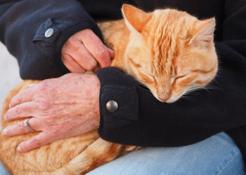 Comment savoir si un chat aime son maitre ?