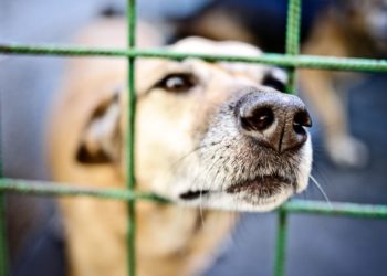 Qu'est-ce qu'un animal exotique ?