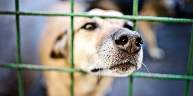 Qu'est-ce qu'un animal exotique ?