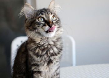 Est-ce qu'un chat stérilisé est plus calme ?