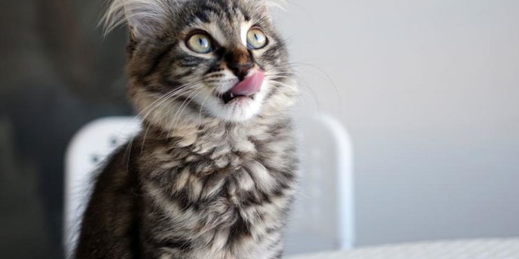 Est-ce qu'un chat stérilisé est plus calme ?