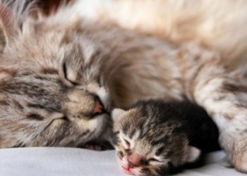 Comment payer moins cher stérilisation chat ?