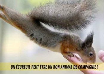 Comment avoir un écureuil de compagnie ?