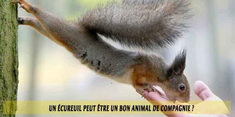 Comment avoir un écureuil de compagnie ?