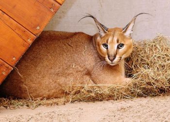 Est-il possible d'avoir un Serval en France ?