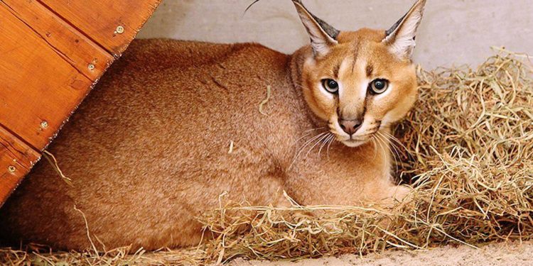 Est-il possible d'avoir un Serval en France ?