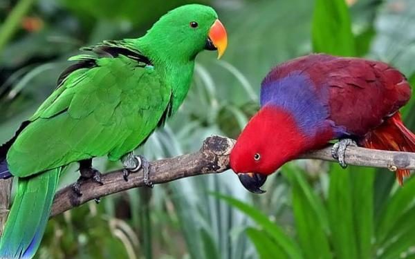 Quel est le perroquet qui parle le plus ?