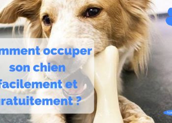 Comment occuper son chien à la maison ?