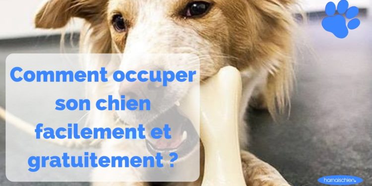 Comment occuper son chien à la maison ?