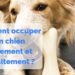 Comment occuper son chien à la maison ?