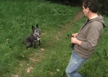 Comment se faire obéir par son husky ?