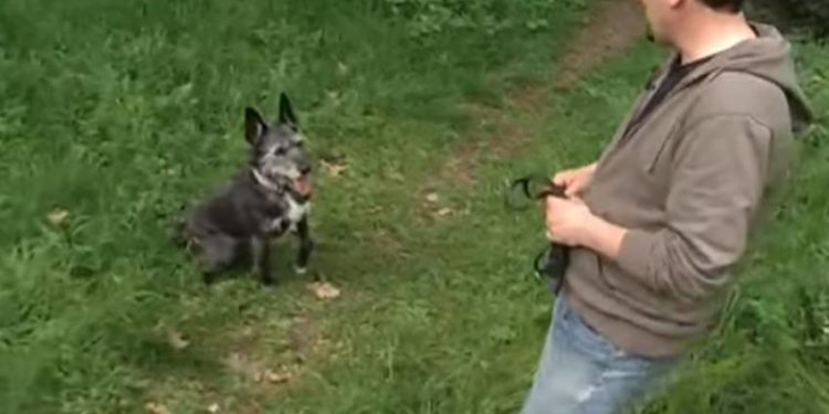 Comment se faire obéir par son husky ?