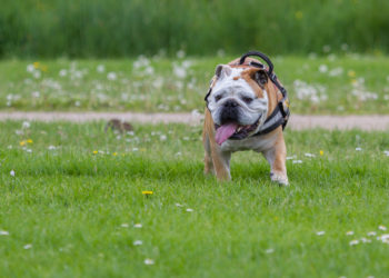 Pourquoi mon chien a un souffle au cœur ?