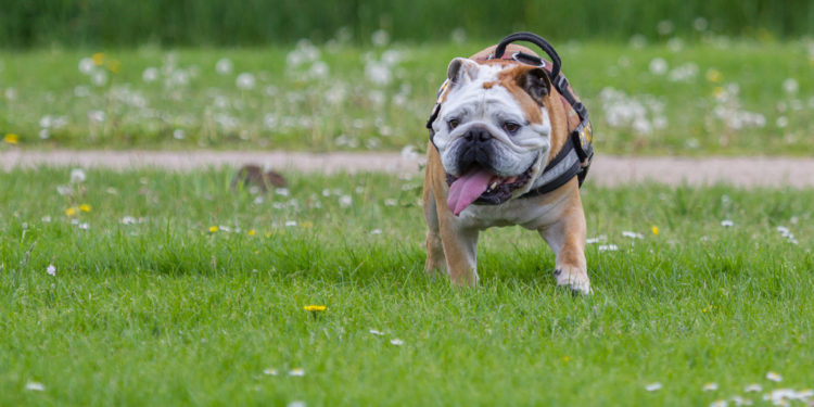 Pourquoi mon chien a un souffle au cœur ?