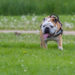 Pourquoi mon chien a un souffle au cœur ?