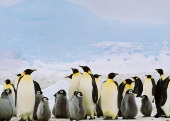 Comment se déplacent les pingouins ?