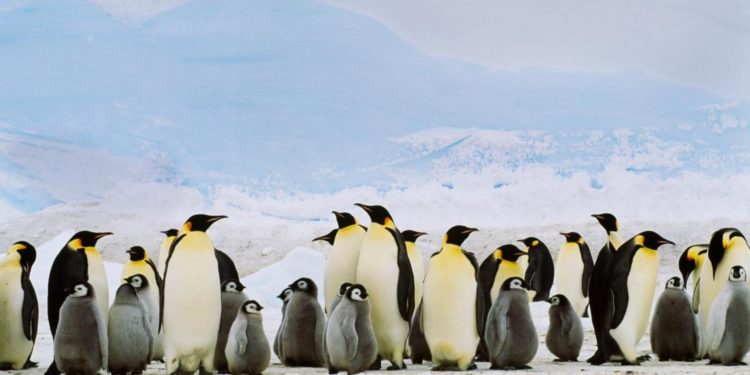 Comment se déplacent les pingouins ?