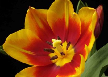 Quel est le mâle de la guenon ?