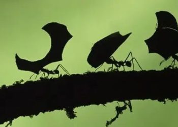 Quel est l'animal qui ne dort jamais ?