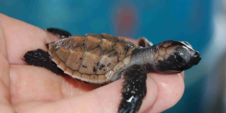 Comment s'appelle le bébé de la tortue ?