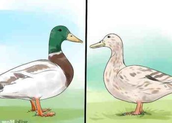 Quel est le nom de la femelle du hiboux ?