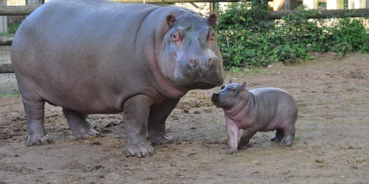 Quel est le poids d'un bébé hippopotame ?
