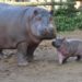 Quel est le poids d'un bébé hippopotame ?