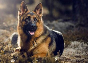 Quel est le meilleur chien berger ?