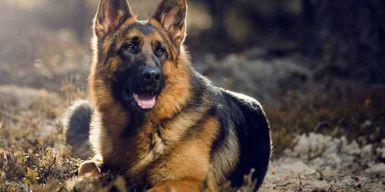 Quel est le meilleur chien berger ?