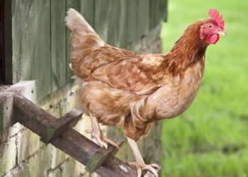 Est-ce que une poule est un volatile ?