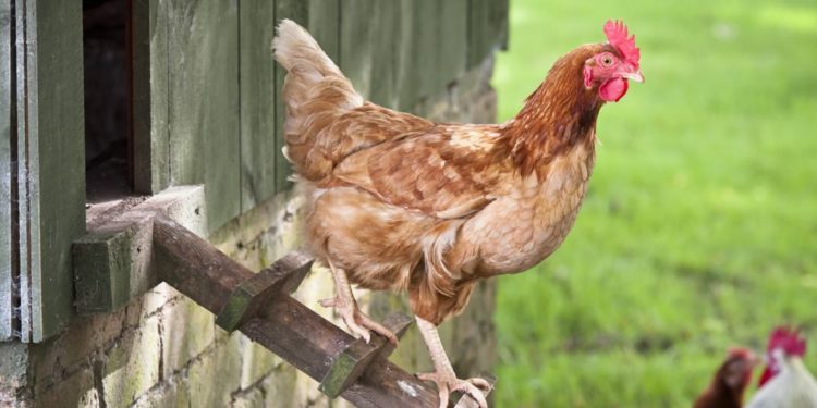 Est-ce que une poule est un volatile ?