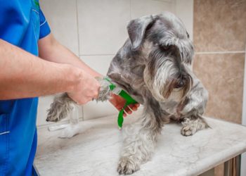 Comment guérir la maladie de Cushing ?