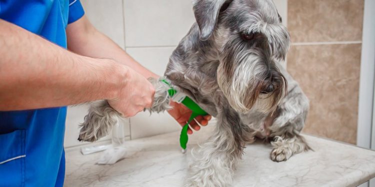 Comment guérir la maladie de Cushing ?