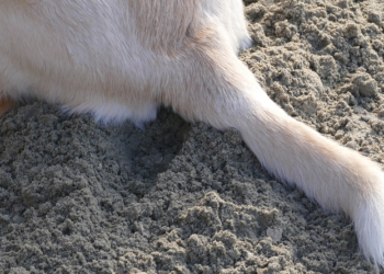 Pourquoi on coupe la queue d'un chien ?