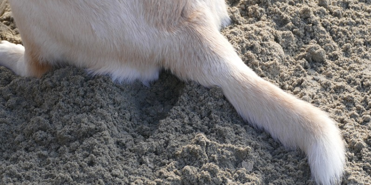 Pourquoi on coupe la queue d'un chien ?