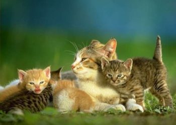 Comment Appelle-t-on la femelle du chat en anglais ?