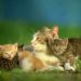 Comment Appelle-t-on la femelle du chat en anglais ?