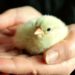 Comment écrire un poussin ?