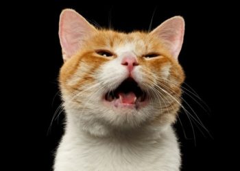 Comment décrire mon chat ?