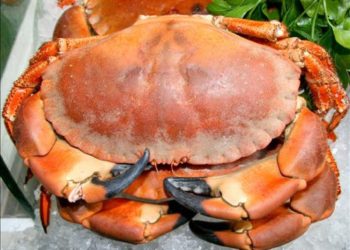 Comment le crabe se nourrit ?