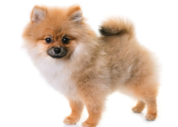 Comment savoir si cest un spitz nain ou petit ?