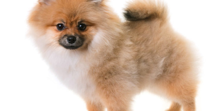 Comment savoir si cest un spitz nain ou petit ?