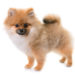Comment savoir si cest un spitz nain ou petit ?