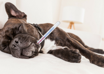 Est-ce que un chien peut attraper la gale ?