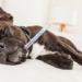 Est-ce que un chien peut attraper la gale ?