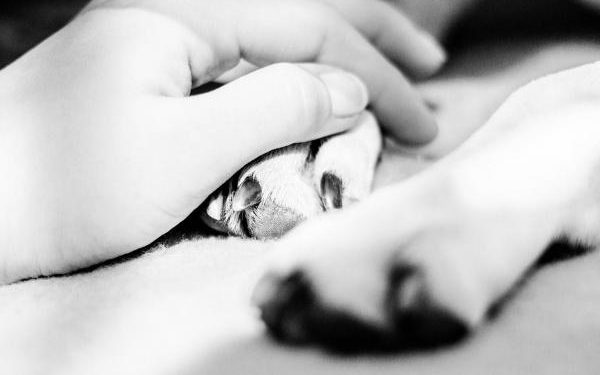 Comment fair mourir un chien ?