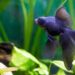 Quel poisson pour un petit aquarium d'eau froide ?