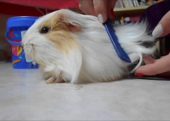 Comment couper les poils d'un cochon d'Inde péruvien ?