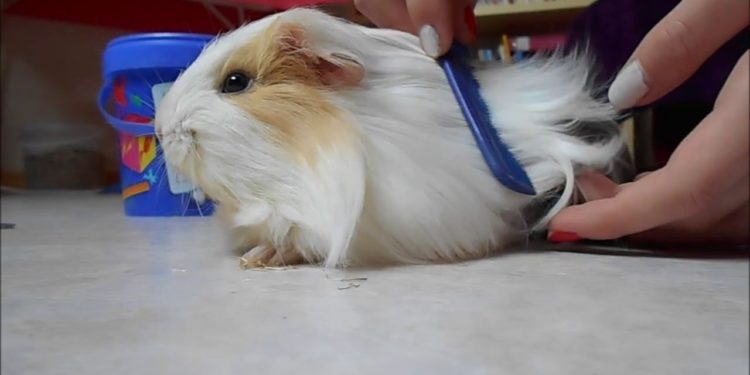 Comment couper les poils d'un cochon d'Inde péruvien ?